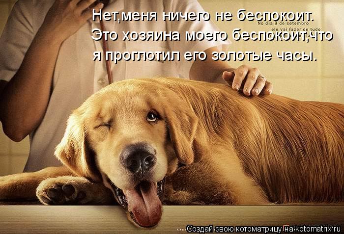 Нет,меня ничего не беспокоит. Это хозяина моего беспокоит,что я проглотил его золотые часы.... Котоматрица: Нет,меня ничего не беспокоит. Это хозяина моего беспокоит,что я проглотил его золотые часы.