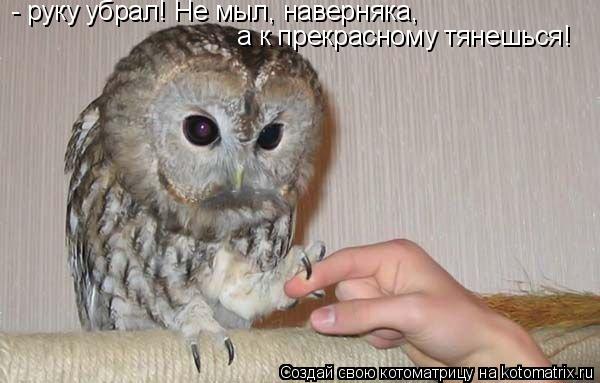 - руку убрал! Не мыл, наверняка, а к прекрасному тянешься!... Котоматрица: - руку убрал! Не мыл, наверняка, а к прекрасному тянешься!