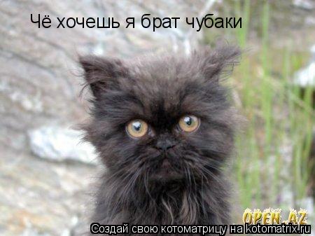 Чё хочешь я брат чубаки... Котоматрица: Чё хочешь я брат чубаки