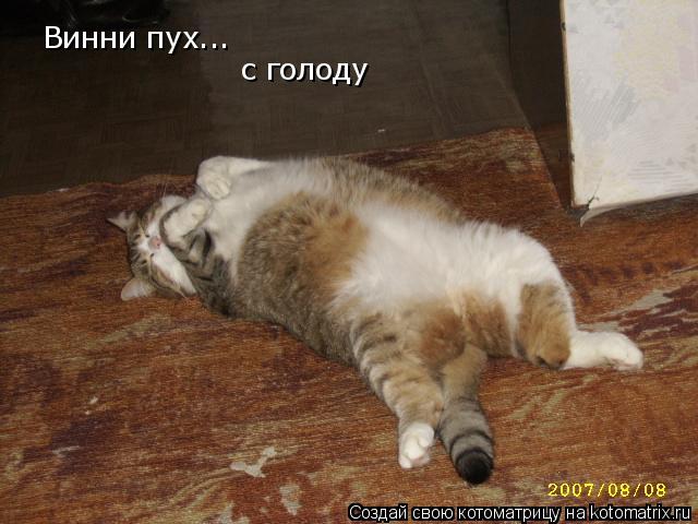 Винни пух... с голоду... Котоматрица: Винни пух... с голоду