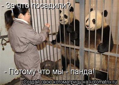 - За что посадили? - Потому что мы - панда!... Котоматрица: - За что посадили? - Потому что мы - панда!