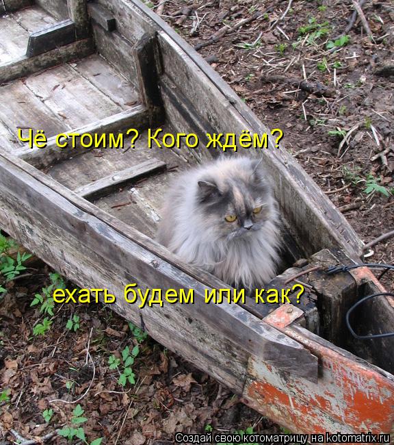 Чё стоим? Кого ждём? ехать будем или как?... Котоматрица: Чё стоим? Кого ждём? ехать будем или как?