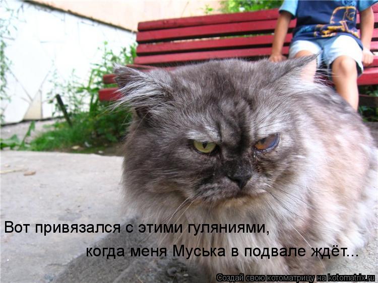 Вот привязался с этими гуляниями, когда меня Муська в подвале ждёт...... Котоматрица: Вот привязался с этими гуляниями, когда меня Муська в подвале ждёт...