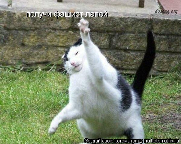 получи фашист лапой... Котоматрица: получи фашист лапой