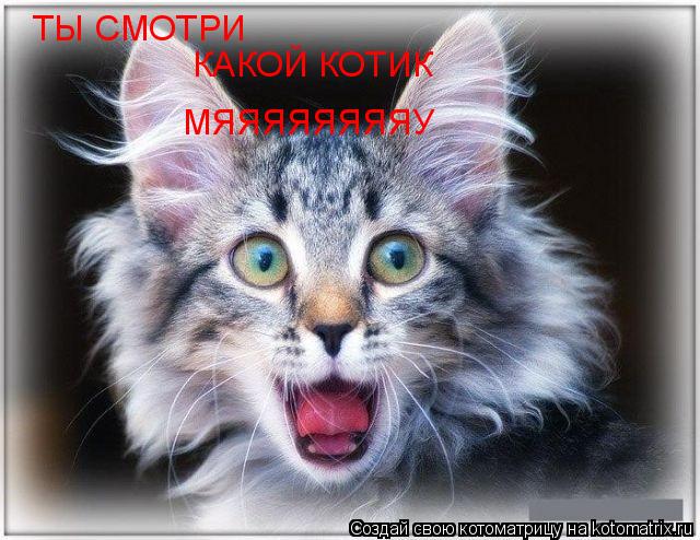 ТЫ СМОТРИ КАКОЙ КОТИК МЯЯЯЯЯЯЯЯУ... Котоматрица: ТЫ СМОТРИ КАКОЙ КОТИК МЯЯЯЯЯЯЯЯУ