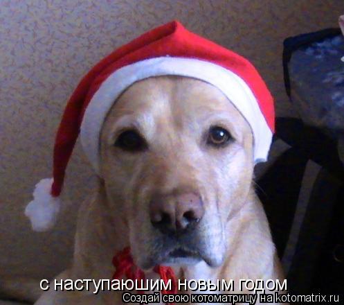с наступаюшим новым годом... Котоматрица: с наступаюшим новым годом