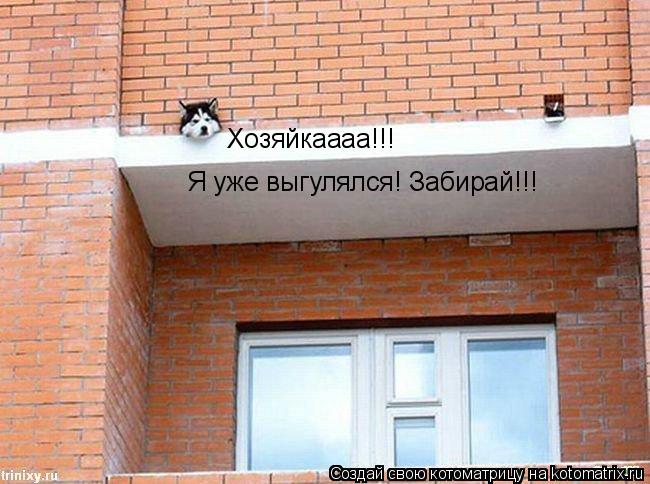 Хозяйкаааа!!! Я уже выгулялся! Забирай!!!... Котоматрица: Хозяйкаааа!!! Я уже выгулялся! Забирай!!!