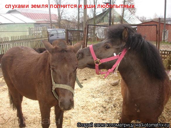 слухами земля полнится и уши любопытных... Котоматрица: слухами земля полнится и уши любопытных