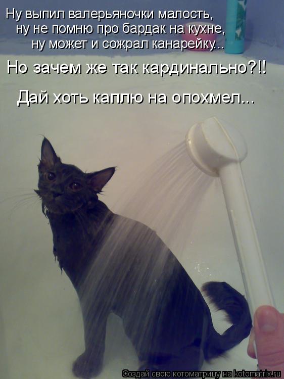 Ну выпил валерьяночки малость, ну не помню про бардак на кухне, ну может и сожрал канарейку... Но зач... Котоматрица: Ну выпил валерьяночки малость, ну не помню про бардак на кухне, ну может и сожрал канарейку... Но зачем же так кардинально?!! Дай хоть каплю на