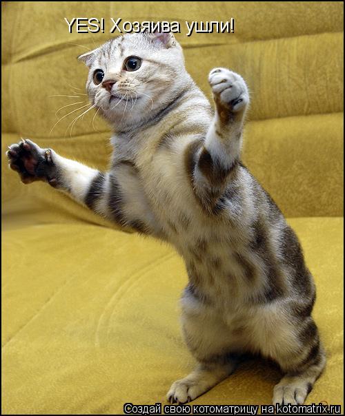 Котоматрица: YES! Хозяива ушли!