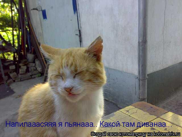 Напилааасяяя я пьянааа.. Какой там диванаа...... Котоматрица: Напилааасяяя я пьянааа.. Какой там диванаа...