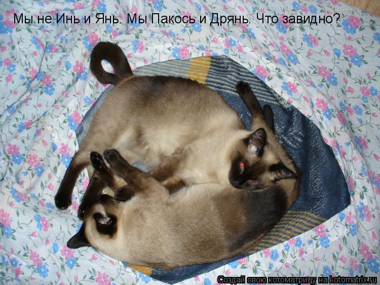 Мы не Инь и Янь. Мы Пакось и Дрянь. Что завидно?... Котоматрица: Мы не Инь и Янь. Мы Пакось и Дрянь. Что завидно?