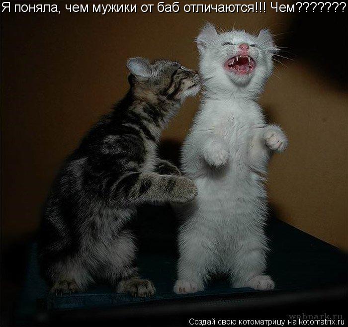 Котоматрица: Я поняла, чем мужики от баб отличаются!!! Чем???????