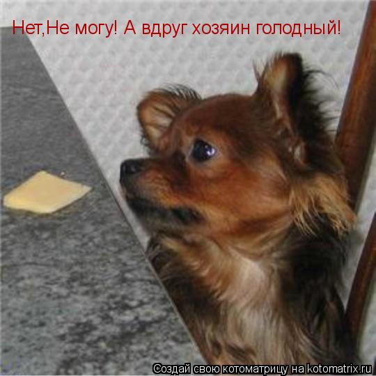 Нет,Нет,Не могу! А вдруг хозяин голодный! Нет,Не могу! А вдруг хозяин голодный!... Котоматрица: Нет,Нет,Не могу! А вдруг хозяин голодный! Нет,Не могу! А вдруг хозяин голодный!