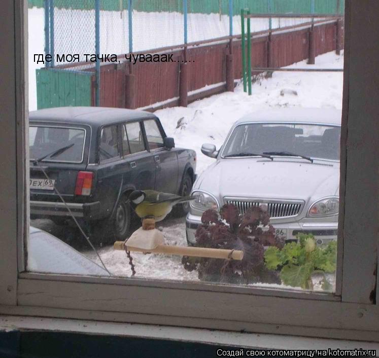 где моя тачка, чувааак......... Котоматрица: где моя тачка, чувааак......