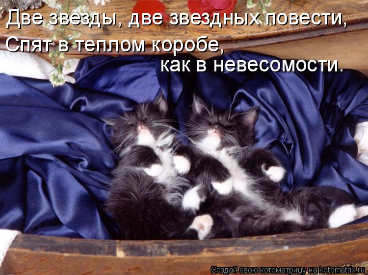 Котоматрица: Две звезды, две звездных повести, Спят в теплом коробе, как в невесомости.