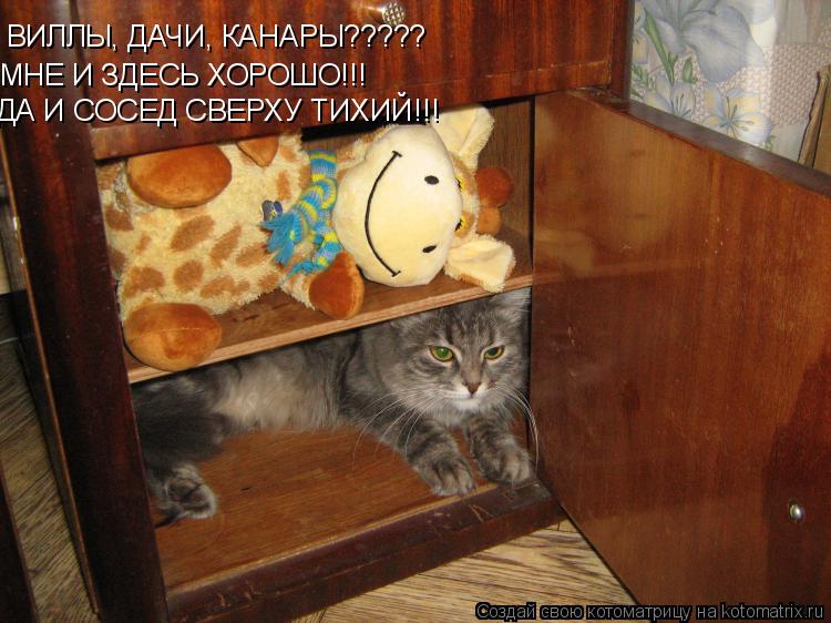 ВИЛЛЫ, ДАЧИ, КАНАРЫ????? МНЕ И ЗДЕСЬ ХОРОШО МНЕ И ЗДЕСЬ ХОРОШО!!! ДА И СОСЕД СВЕРХУ ТИХИЙ!!!... Котоматрица: ВИЛЛЫ, ДАЧИ, КАНАРЫ????? МНЕ И ЗДЕСЬ ХОРОШО МНЕ И ЗДЕСЬ ХОРОШО!!! ДА И СОСЕД СВЕРХУ ТИХИЙ!!!