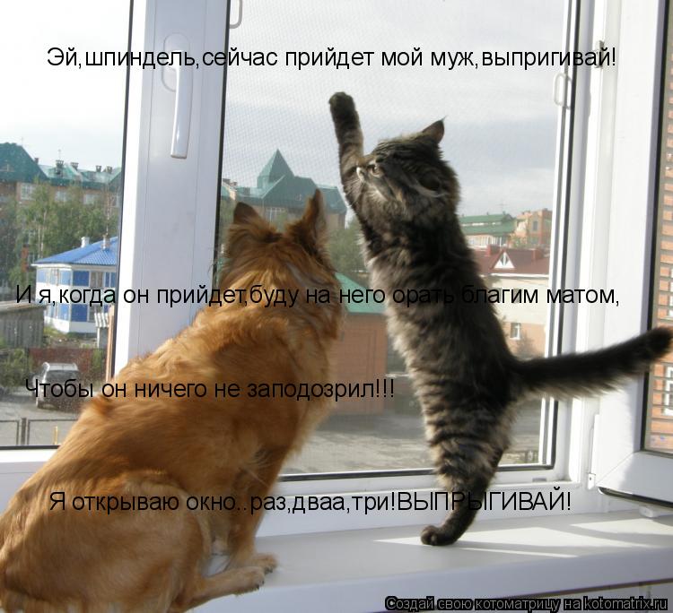 Эй,шпиндель,сейчас прийдет мой муж,выпригивай! И я,когда он прийдет,буду на него орать благим матом, ... Котоматрица: Эй,шпиндель,сейчас прийдет мой муж,выпригивай! И я,когда он прийдет,буду на него орать благим матом, Чтобы он ничего не заподозрил!!! Я откры