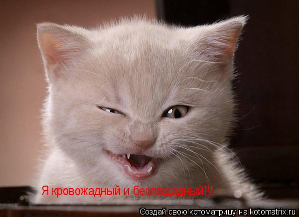 Я кровожадный и беспощадный!!!... Котоматрица: Я кровожадный и беспощадный!!!