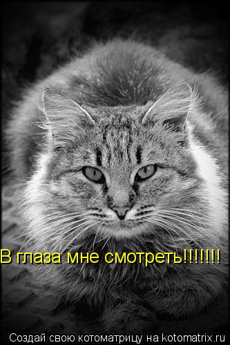 В глаза мне смотреть!!!!!!!... Котоматрица: В глаза мне смотреть!!!!!!!
