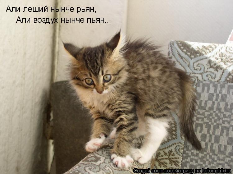 Али леший нынче рьян, Али воздух нынче пьян...... Котоматрица: Али леший нынче рьян, Али воздух нынче пьян...