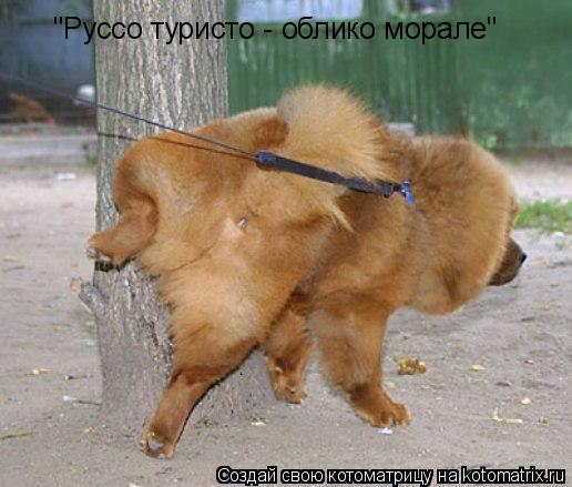 "Руссо туристо - облико морале"... Котоматрица: "Руссо туристо - облико морале"
