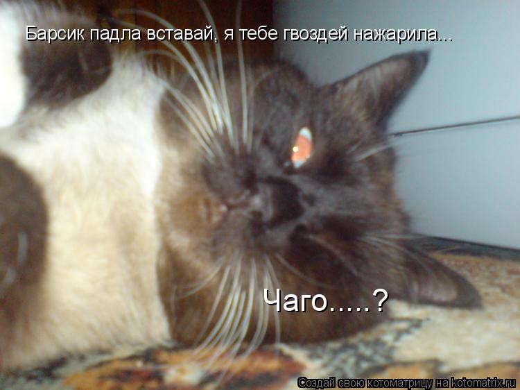 Барсик падла вставай, я тебе гвоздей нажарила... Чаго.....?... Котоматрица: Барсик падла вставай, я тебе гвоздей нажарила... Чаго.....?