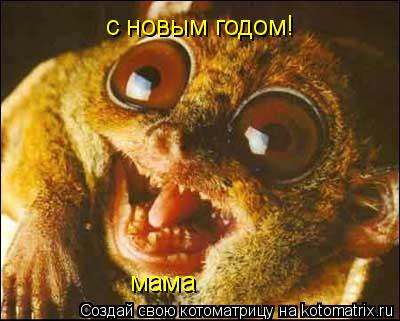 с новым годом! мама... Котоматрица: с новым годом! мама