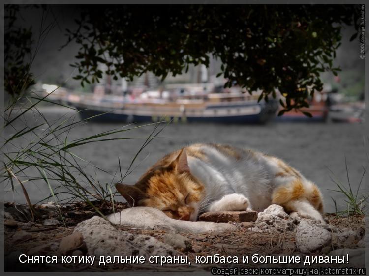 Снятся котику дальние страны, колбаса и большие диваны!... Котоматрица: Снятся котику дальние страны, колбаса и большие диваны!