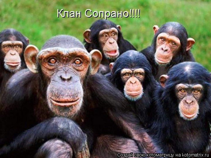 Клан Сопрано!!!!... Котоматрица: Клан Сопрано!!!!
