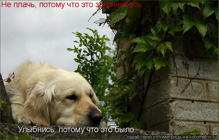 Не плачь, потому что это закончилось. Улыбнись, потому что это было.... Котоматрица: Не плачь, потому что это закончилось. Улыбнись, потому что это было.