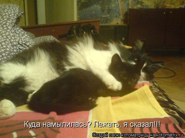 Куда намылилась? Лежать, я сказал!!!... Котоматрица: Куда намылилась? Лежать, я сказал!!!