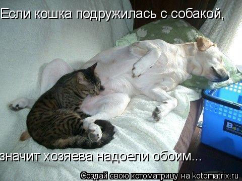 Если кошка подружилась с собакой, значит хозяева надоели обоим...... Котоматрица: Если кошка подружилась с собакой, значит хозяева надоели обоим...