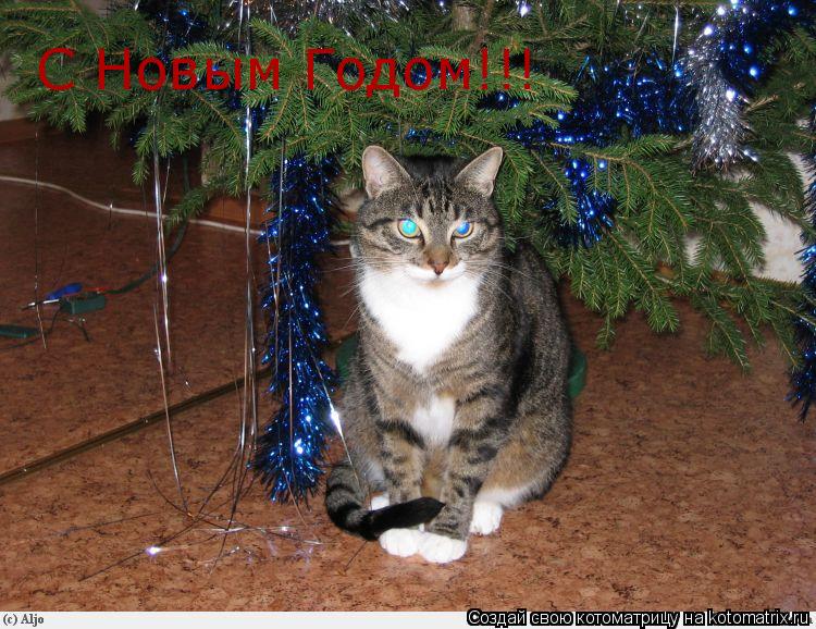 С Новым Годом!!!... Котоматрица: С Новым Годом!!!