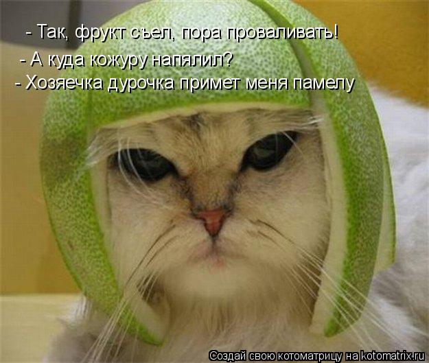 - Так, фрукт съел, пора проваливать! - Так, фрукт съел, пора проваливать! - А куда кожуру напялил? - ... Котоматрица: - Так, фрукт съел, пора проваливать! - Так, фрукт съел, пора проваливать! - А куда кожуру напялил? - А куда кожуру напялил? - Хозяечка дурочка при
