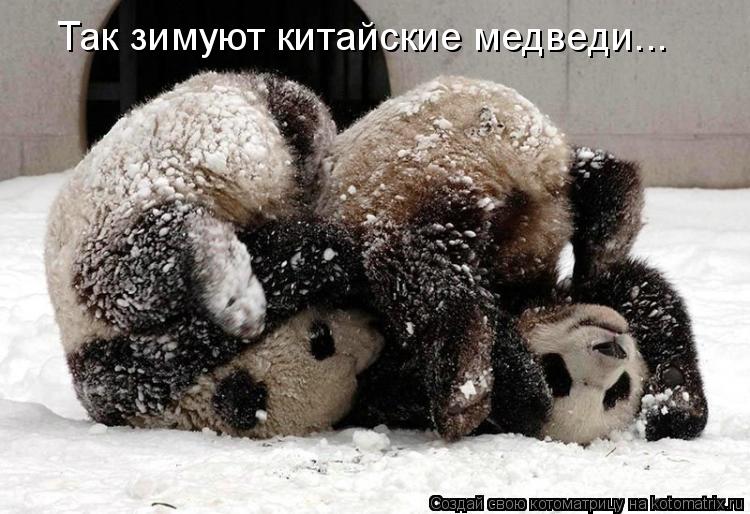 Так зимуют китайские медведи...... Котоматрица: Так зимуют китайские медведи...