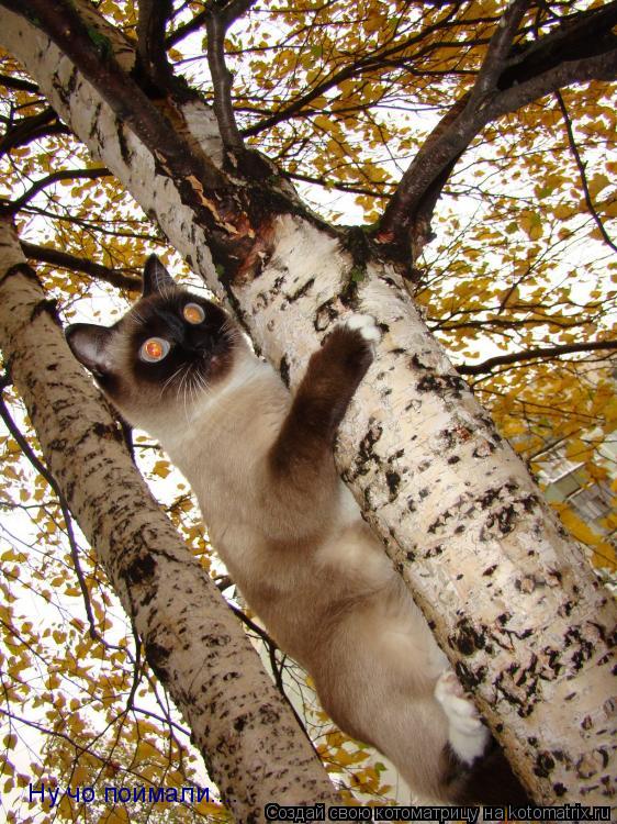 Ну чо поймали....... Котоматрица: Ну чо поймали....