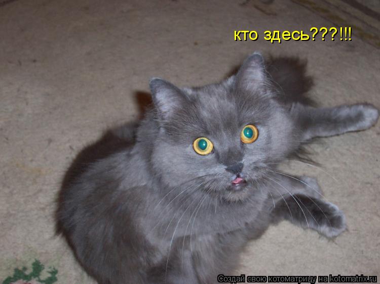 кто здесь???!!!... Котоматрица: кто здесь???!!!
