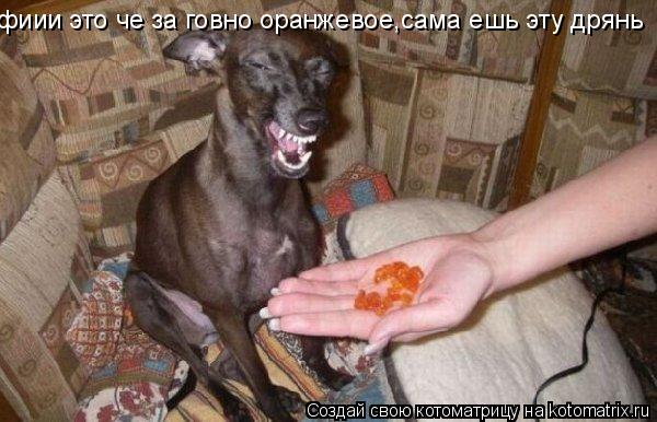 фиии это че за говно оранжевое,сама ешь эту дрянь... Котоматрица: фиии это че за говно оранжевое,сама ешь эту дрянь