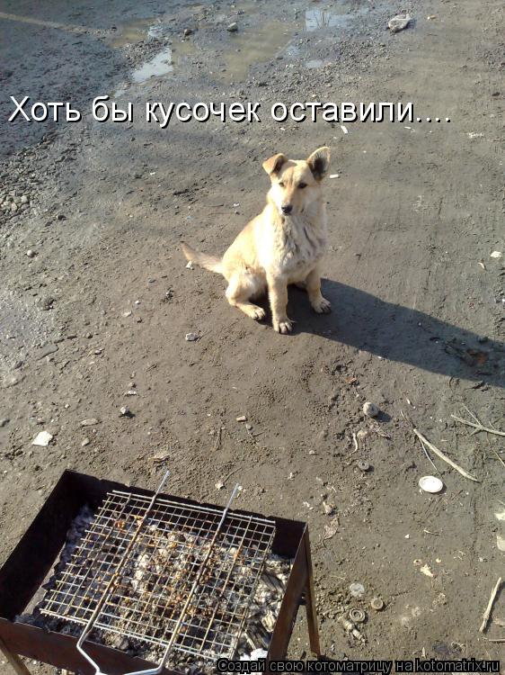 Хоть бы кусочек оставили....... Котоматрица: Хоть бы кусочек оставили....