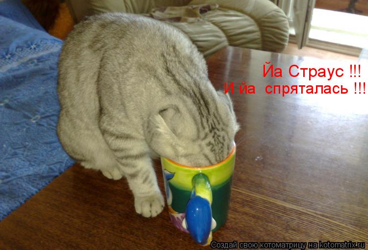 И йа спряталась !!! Йа Страус !!!... Котоматрица: И йа спряталась !!! Йа Страус !!!