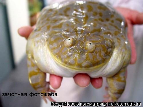 зачотная фотожаба... Котоматрица: зачотная фотожаба