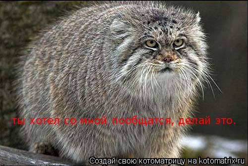 ты хотел со мной пообщатся, делай это.... Котоматрица: ты хотел со мной пообщатся, делай это.