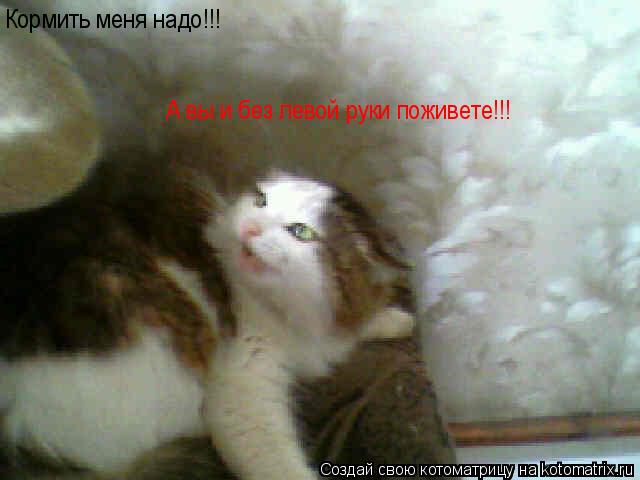 Кормить меня надо!!! А вы и без левой руки поживете!!!... Котоматрица: Кормить меня надо!!! А вы и без левой руки поживете!!!