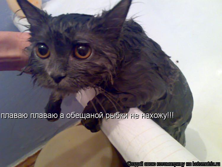 плаваю плаваю а обещаной рыбки не нахожу!!!... Котоматрица: плаваю плаваю а обещаной рыбки не нахожу!!!