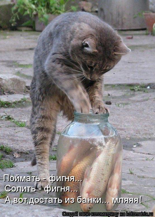 Поймать - фигня... Солить - фигня... А,вот,достать из банки... мляяя!... Котоматрица: Поймать - фигня... Солить - фигня... А,вот,достать из банки... мляяя!