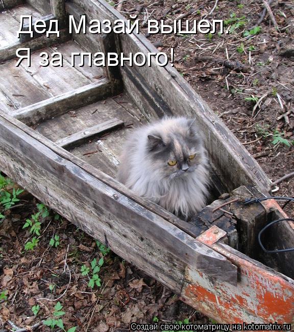 Дед Мазай вышел. Я за главного!... Котоматрица: Дед Мазай вышел. Я за главного!