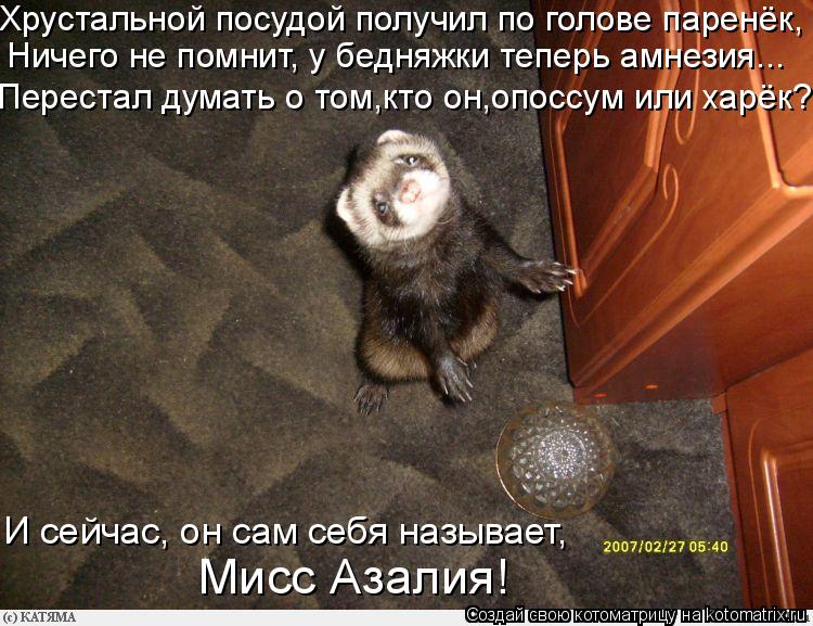 Хрустальной посудой получил по голове паренёк, Ничего не помнит, у бедняжки теперь амнезия... Переста... Котоматрица: Хрустальной посудой получил по голове паренёк, Ничего не помнит, у бедняжки теперь амнезия... Перестал думать о том,кто он,опоссум или харёк?