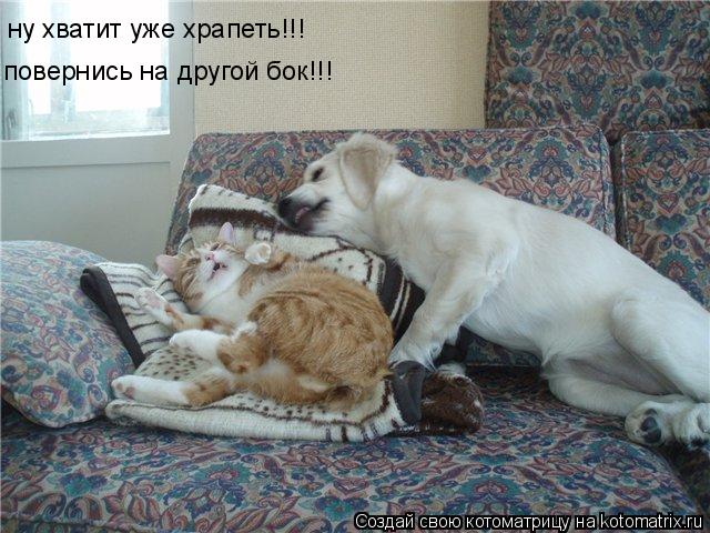 ну хватит уже храпеть!!! повернись на другой бок!!!... Котоматрица: ну хватит уже храпеть!!! повернись на другой бок!!!