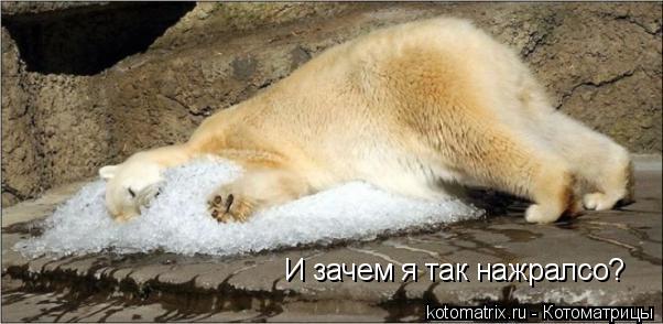 Котоматрица: И зачем я так нажралсо?